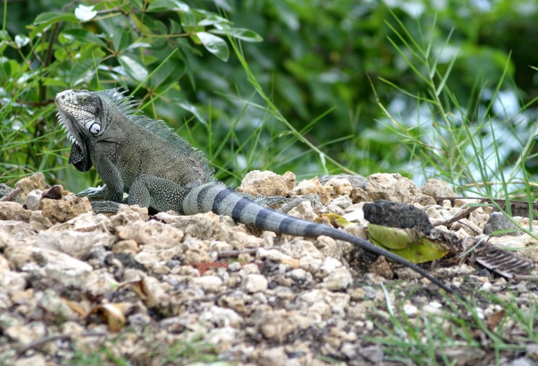Iguaan