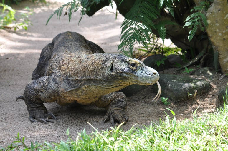 Komodo draakon