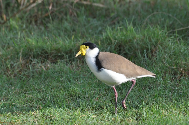 Masked Lapwing