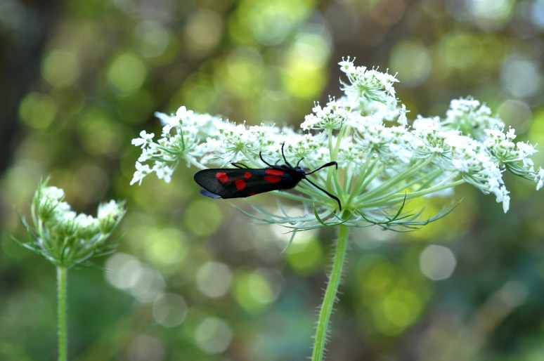 Mummud ja muud loomad