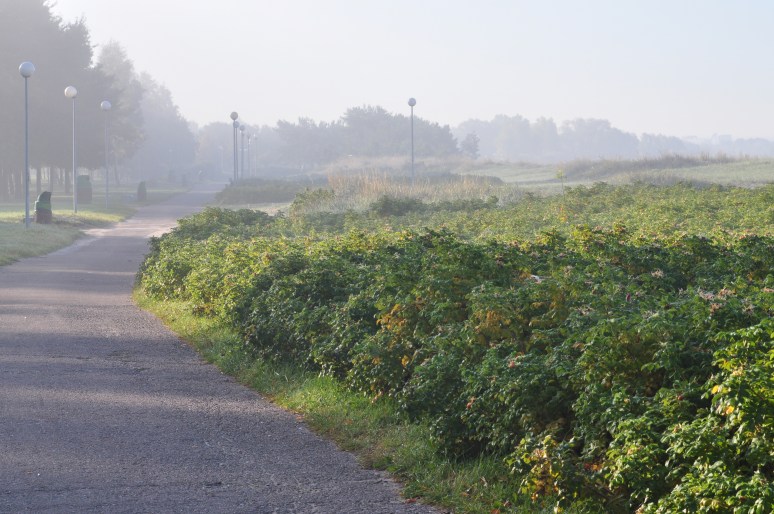 Stroomi varahommikul
