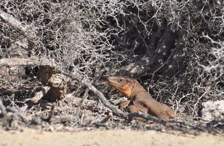 Grand Canaria sisalik