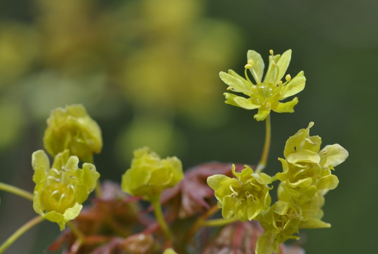Näe, vahtrad õitsevad...