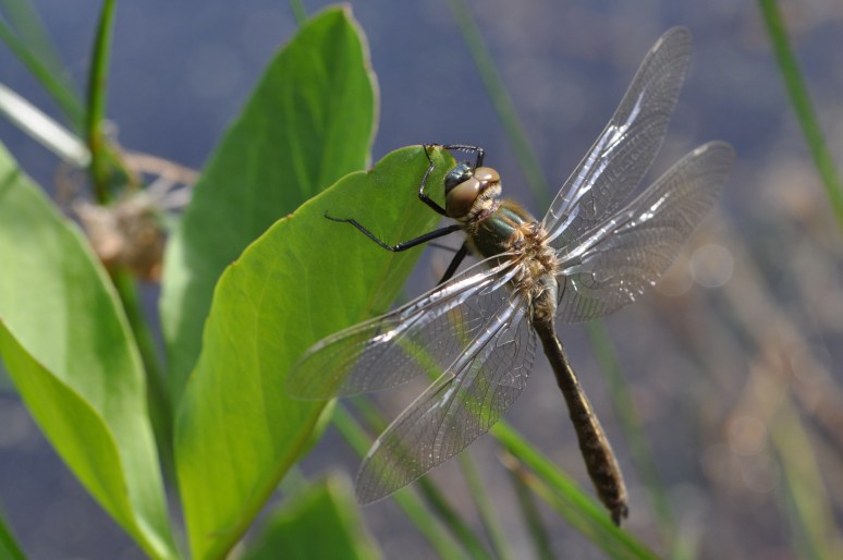 Äntu Sinijärve ääres