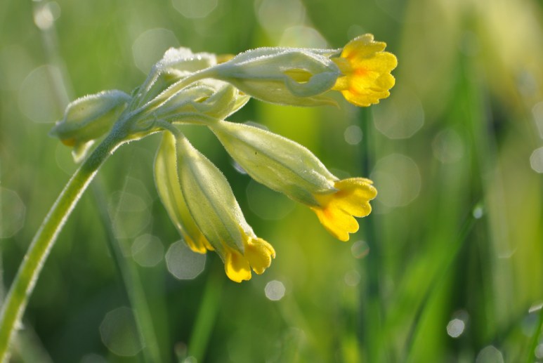 Emadepäeva hommikul