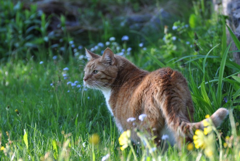 Need lõhnad, need hääled...