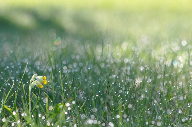 Emadepäeva hommikul